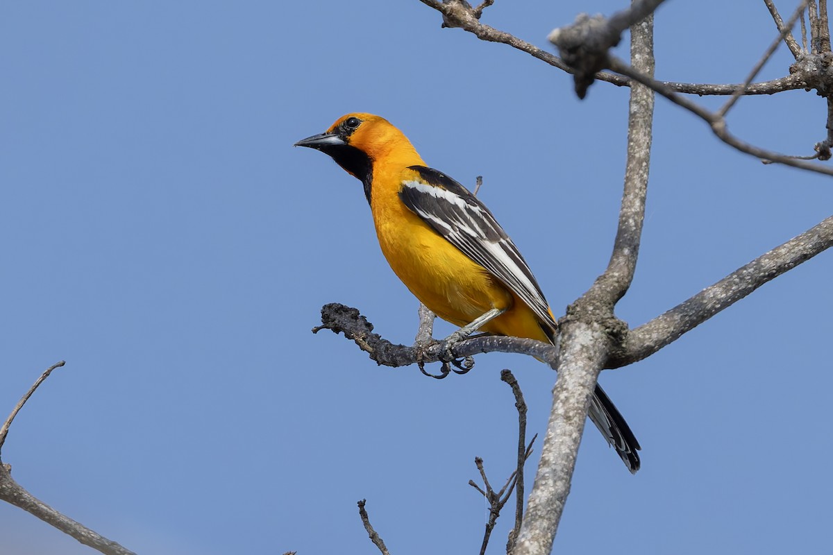 Streak-backed Oriole - ML640474813