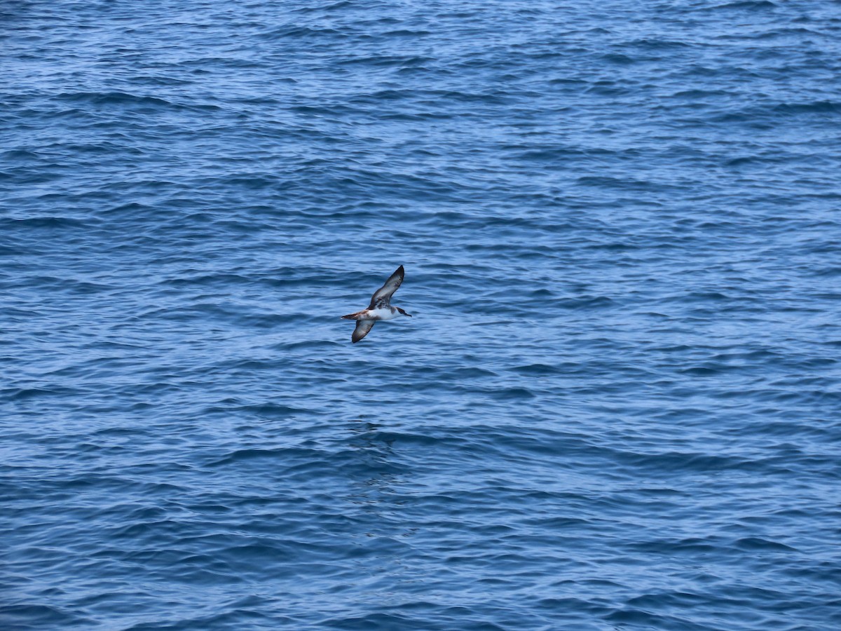 buřňák velký - ML640474814