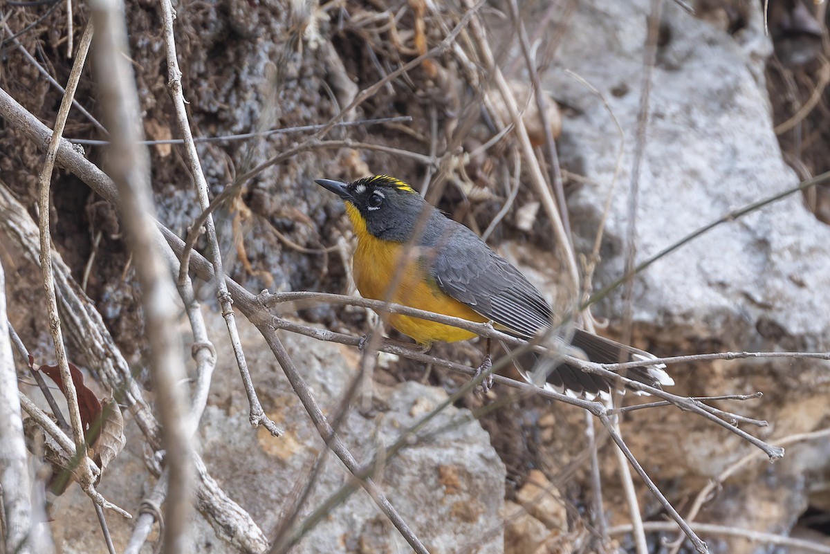 Fan-tailed Warbler - ML640474827