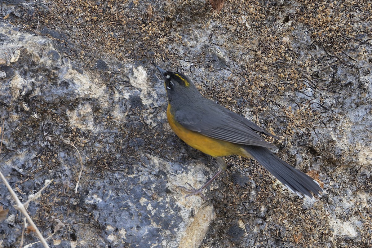 Fan-tailed Warbler - ML640474829
