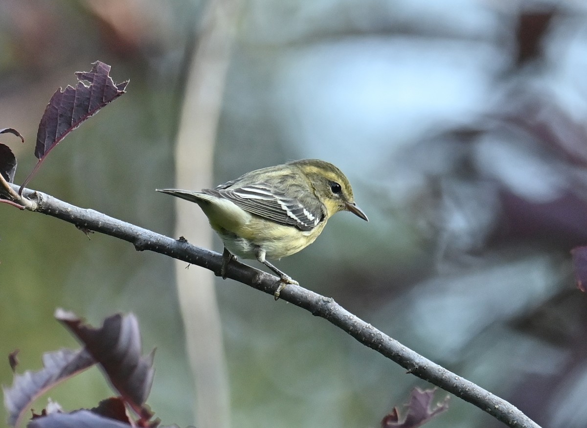 hemlokkparula - ML640474834