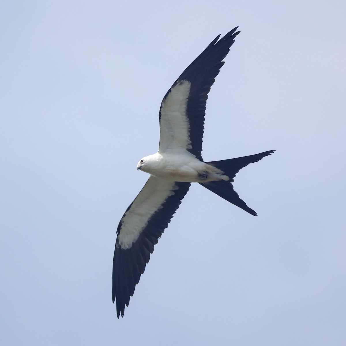 Swallow-tailed Kite - ML640474859