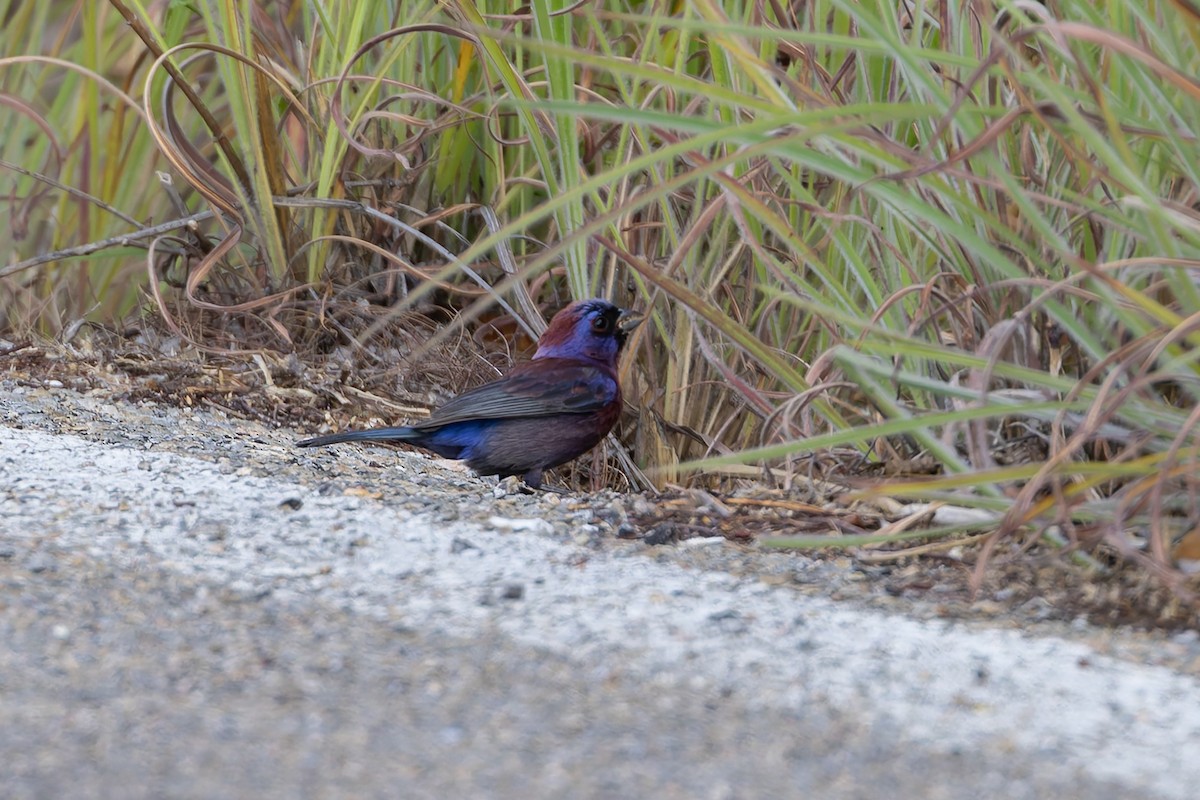 Varied Bunting - ML640474915