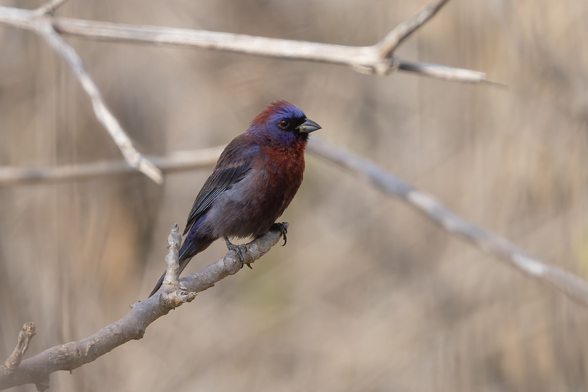 Varied Bunting - ML640474916