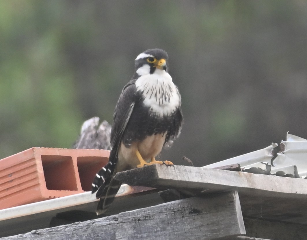 Aplomado Falcon - ML640474948