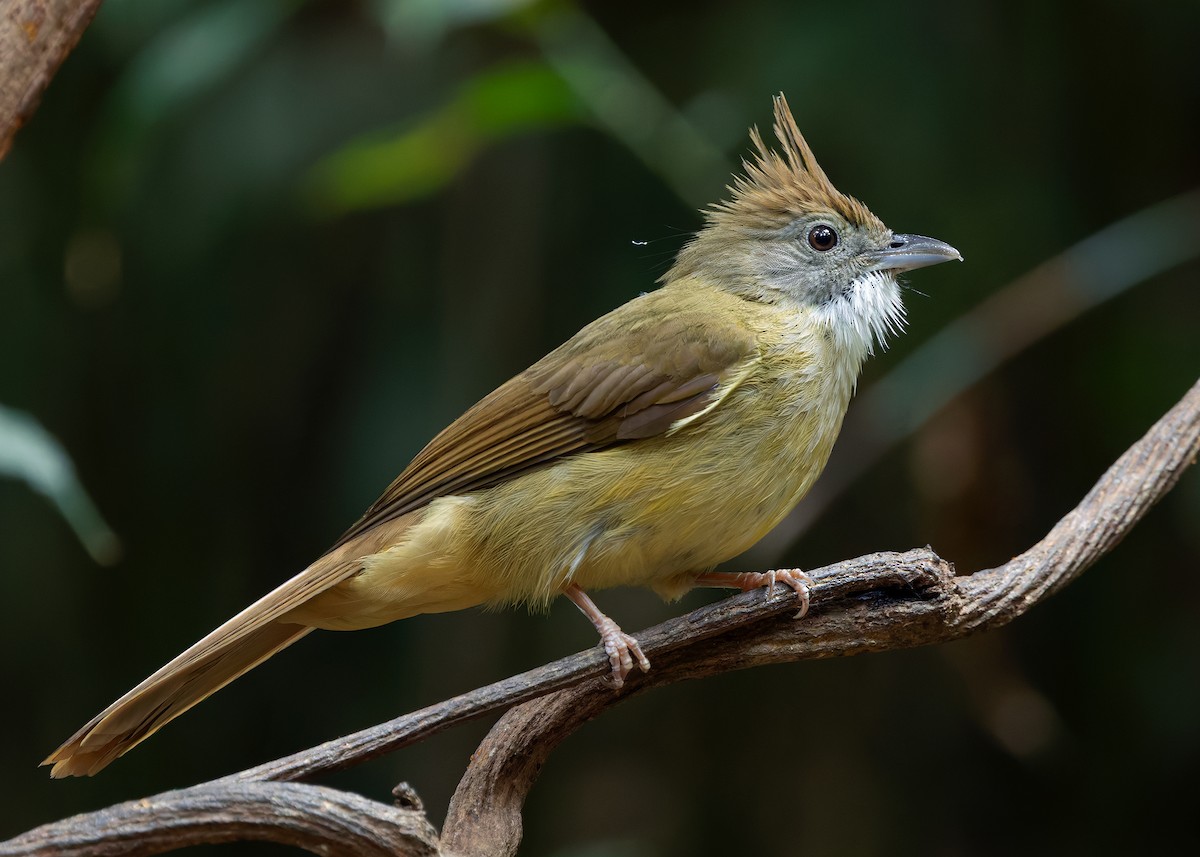 Puff-throated Bulbul (Puff-throated) - ML640474977