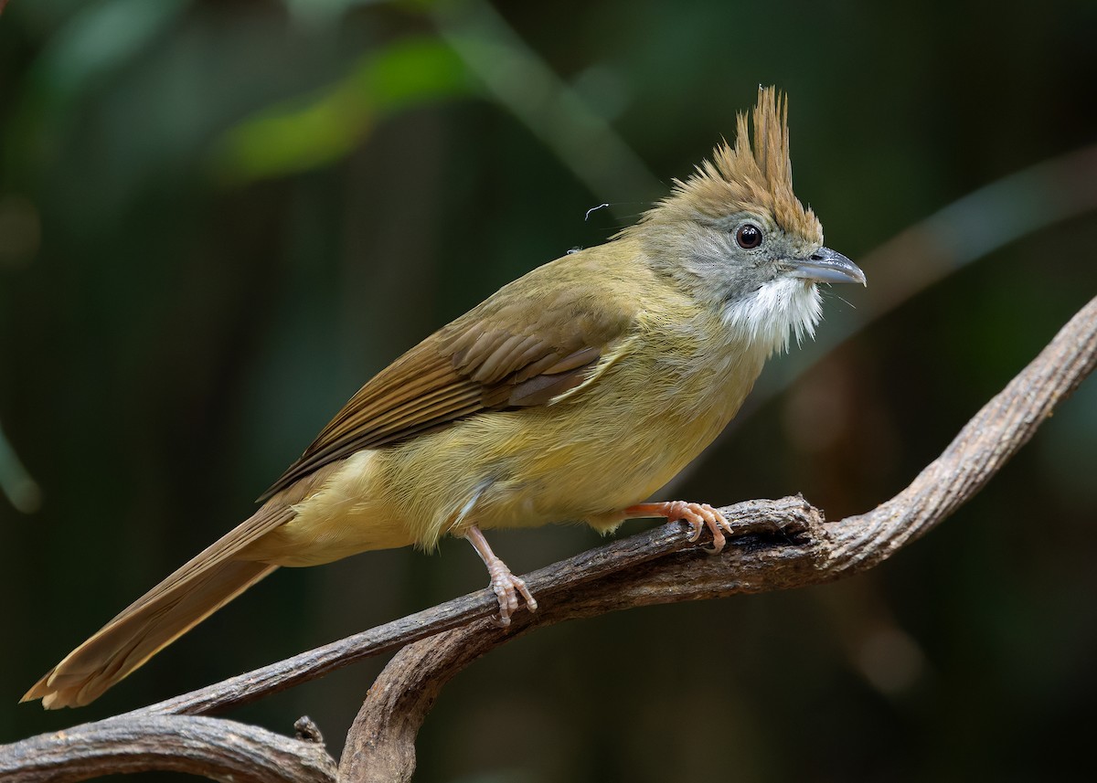 Puff-throated Bulbul (Puff-throated) - ML640474978