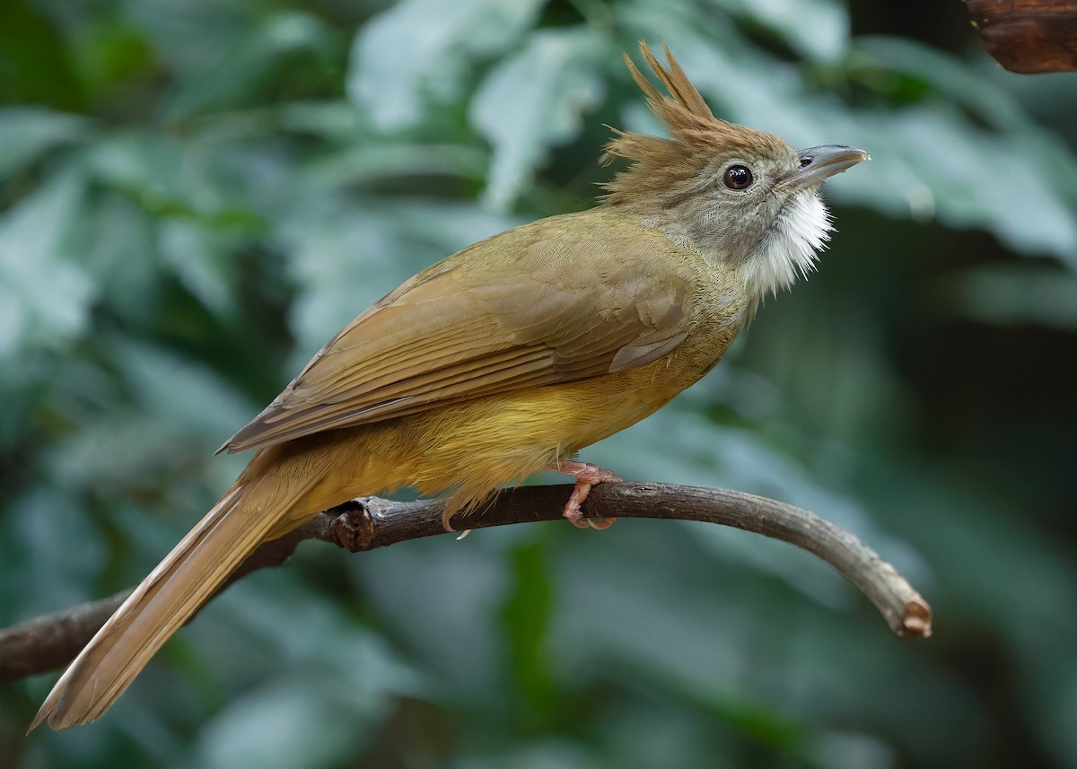 Puff-throated Bulbul (Puff-throated) - ML640474979
