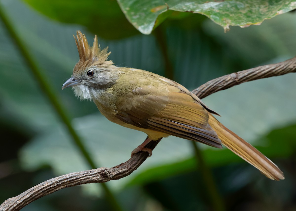 Puff-throated Bulbul (Puff-throated) - ML640474980