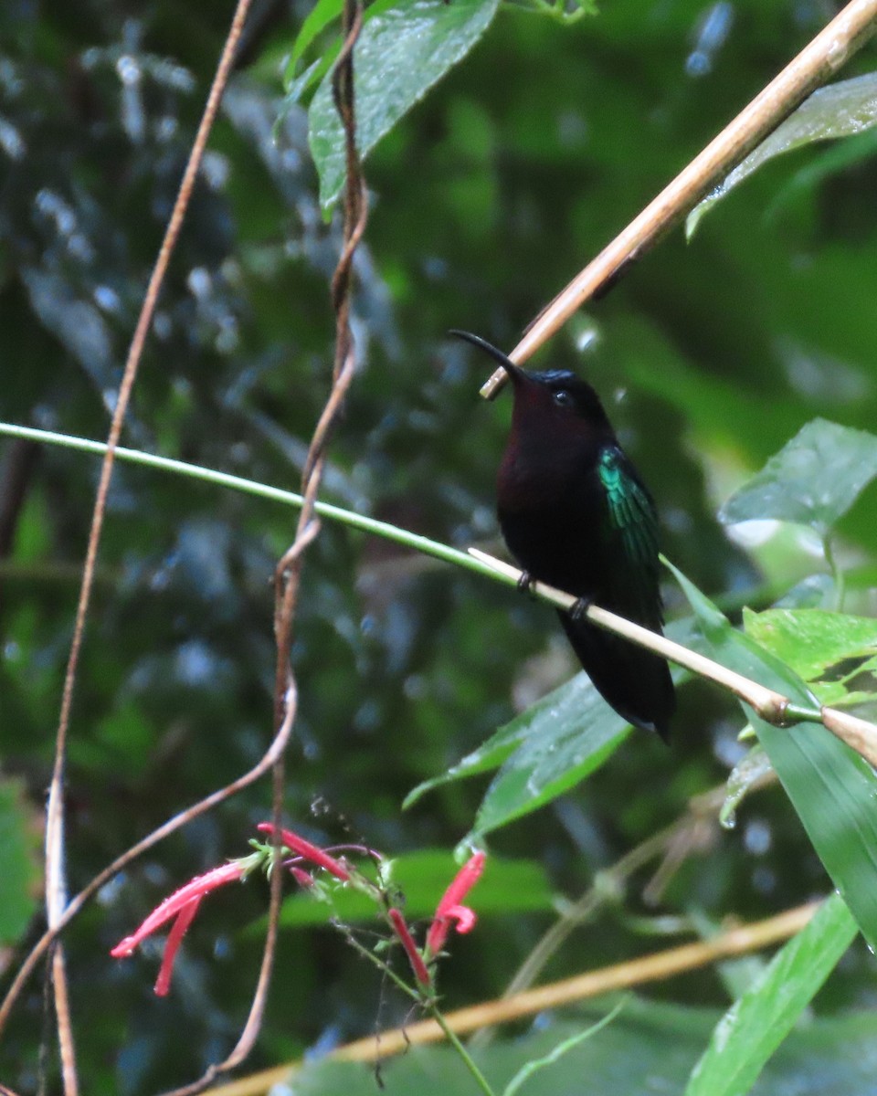 Purple-throated Carib - ML640475011