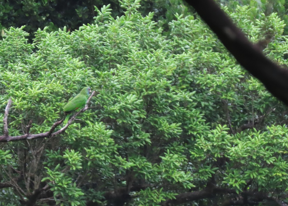 Red-necked Amazon - ML640475023
