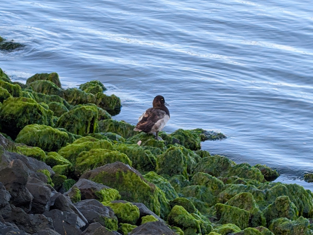 Greater Scaup - BreeAnn Crofts