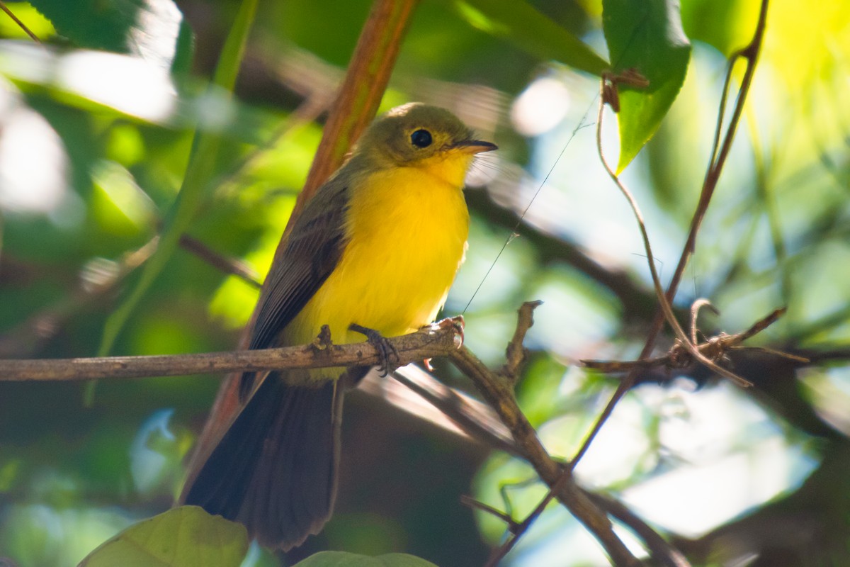 Black-tailed Flycatcher - ML640475178