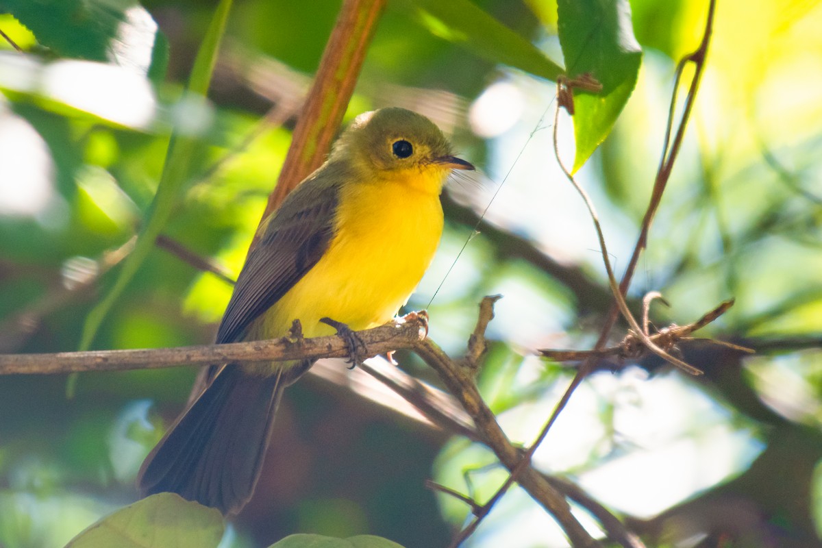 Black-tailed Flycatcher - ML640475180