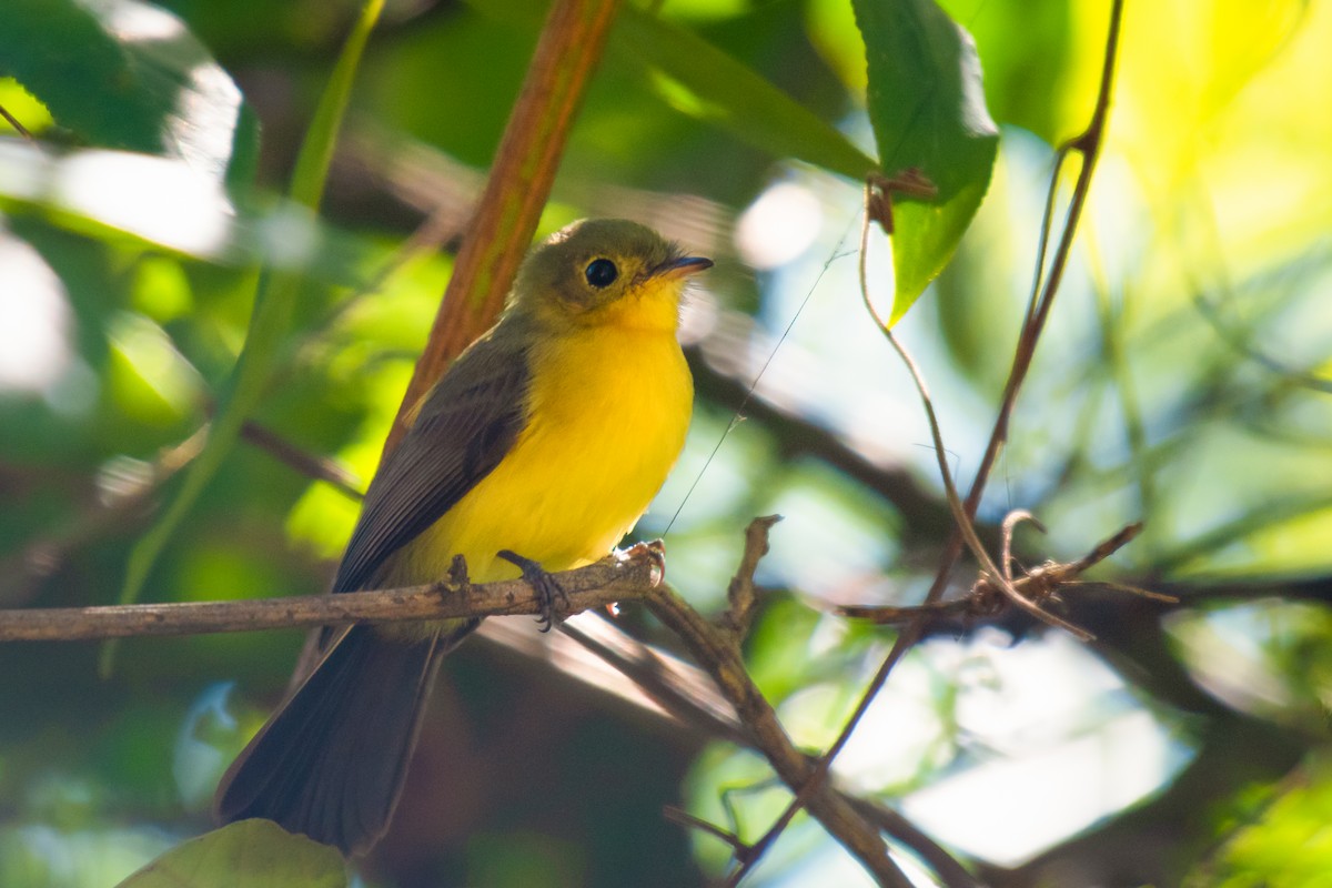 Black-tailed Flycatcher - ML640475181