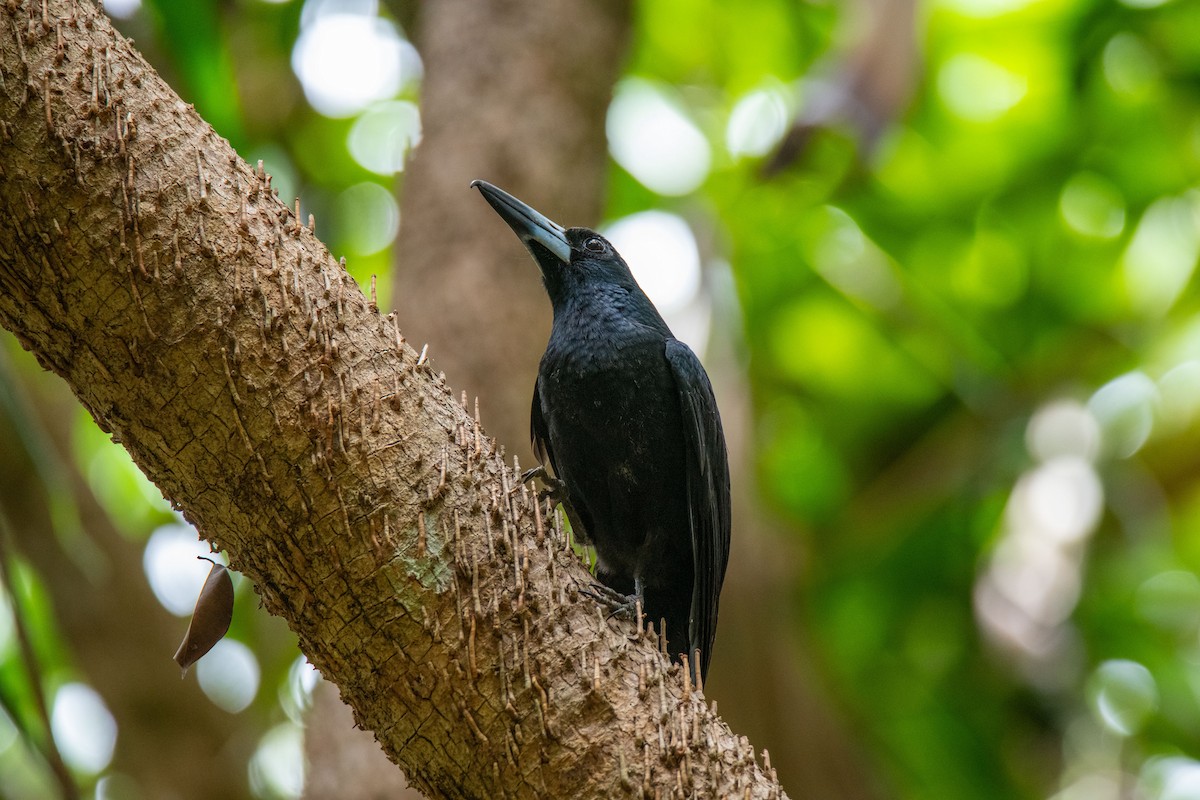 Black Butcherbird - ML640475302