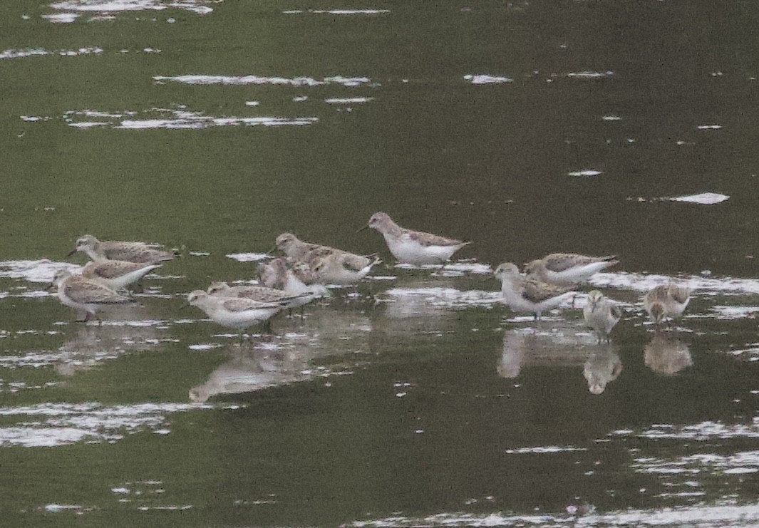 Semipalmated Sandpiper - ML640475316