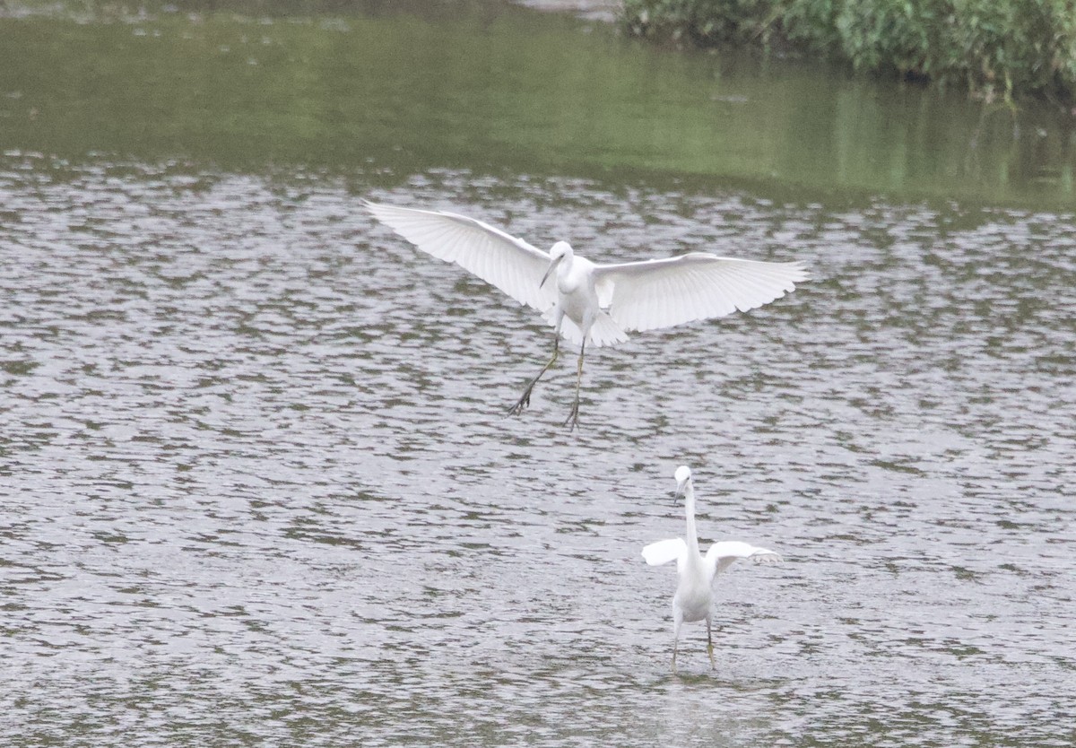 Little Blue Heron - ML640475336