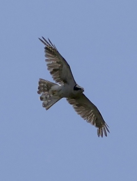 American Goshawk - ML640475349