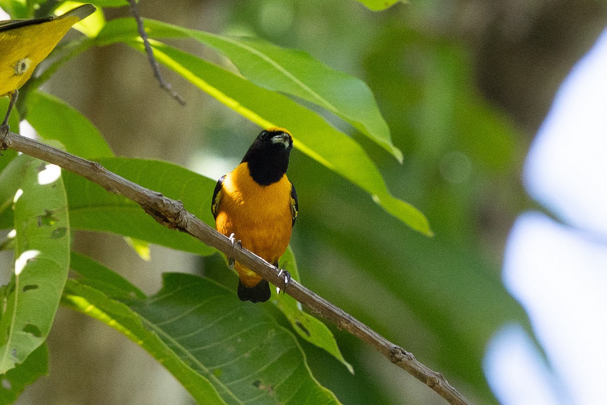 Finsch's Euphonia - ML640475397