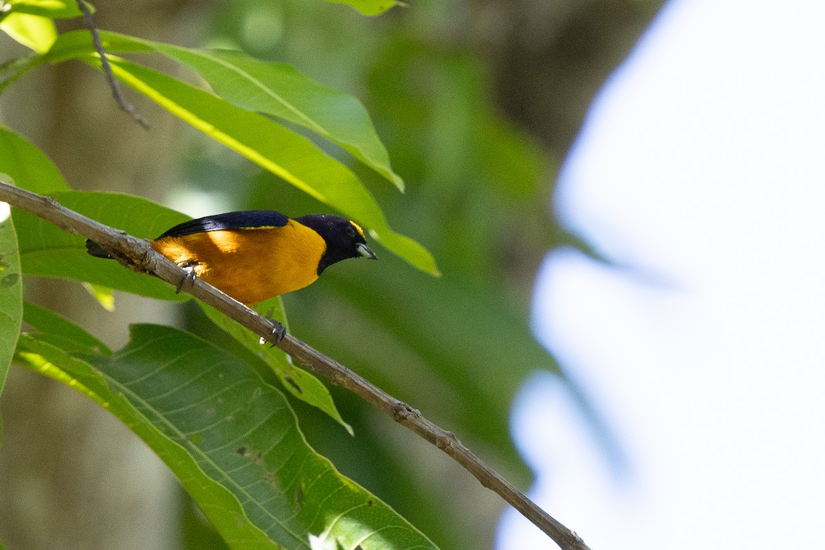 Finsch's Euphonia - ML640475398