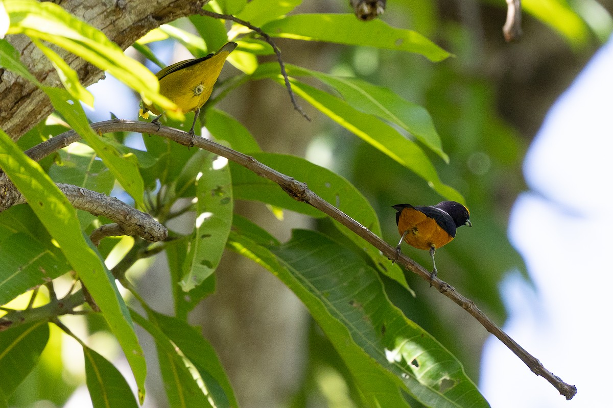 Finsch's Euphonia - ML640475417