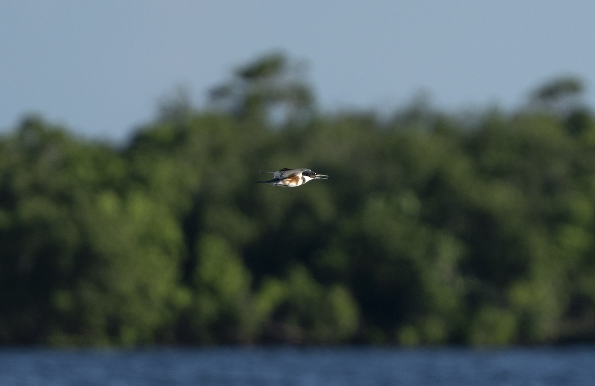 Martin-pêcheur d'Amérique - ML640475422