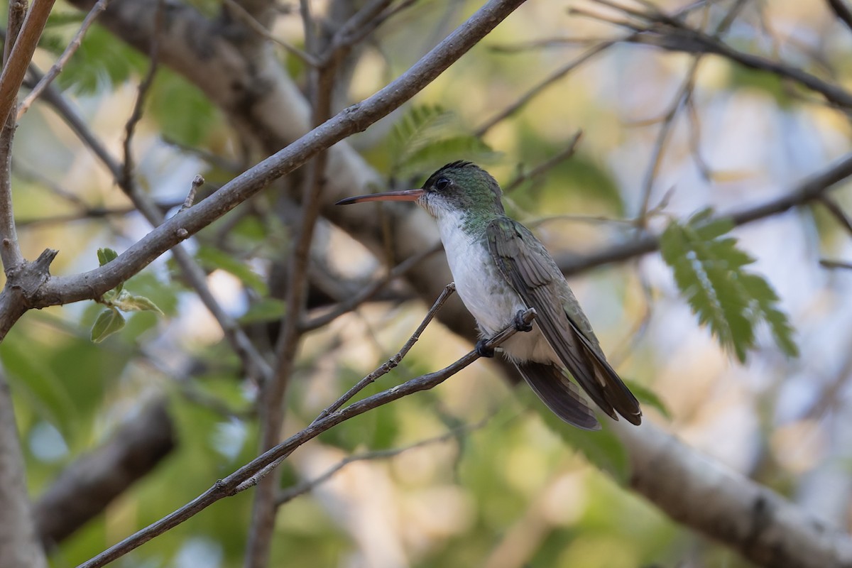 Green-fronted Hummingbird (Green-fronted) - ML640475442