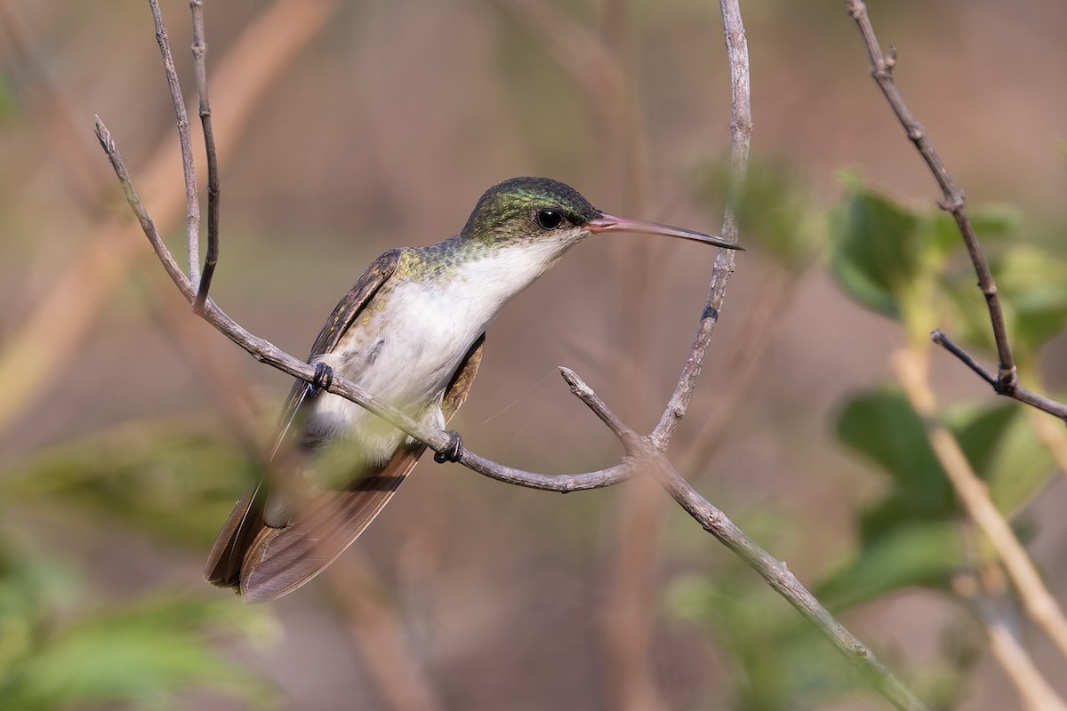 Green-fronted Hummingbird (Green-fronted) - ML640475443