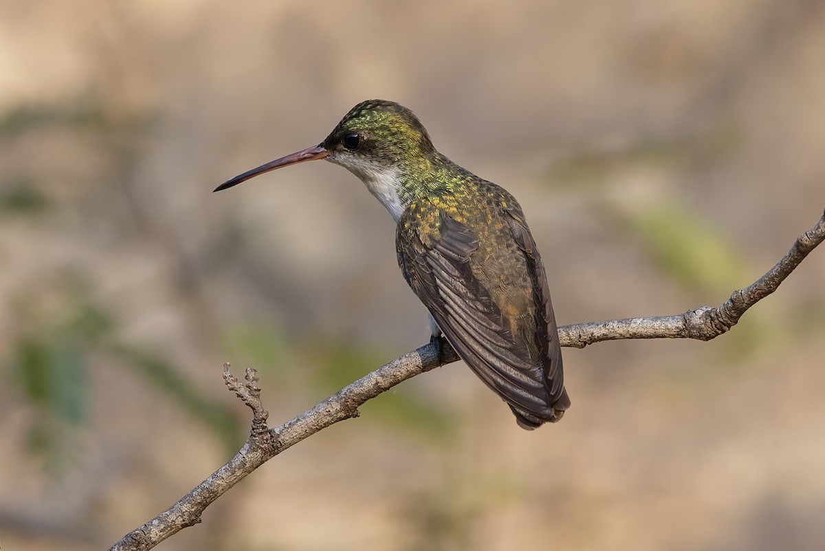 Green-fronted Hummingbird (Green-fronted) - ML640475444