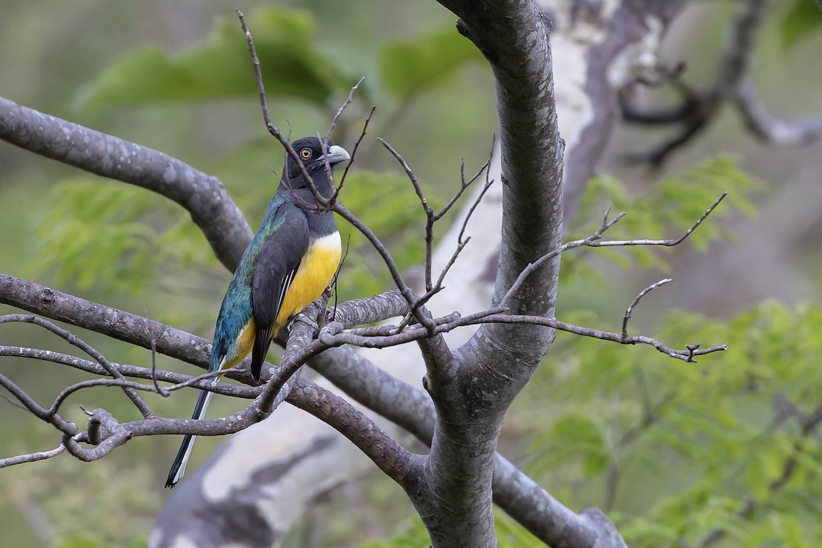 trogon žlutobřichý - ML640475476