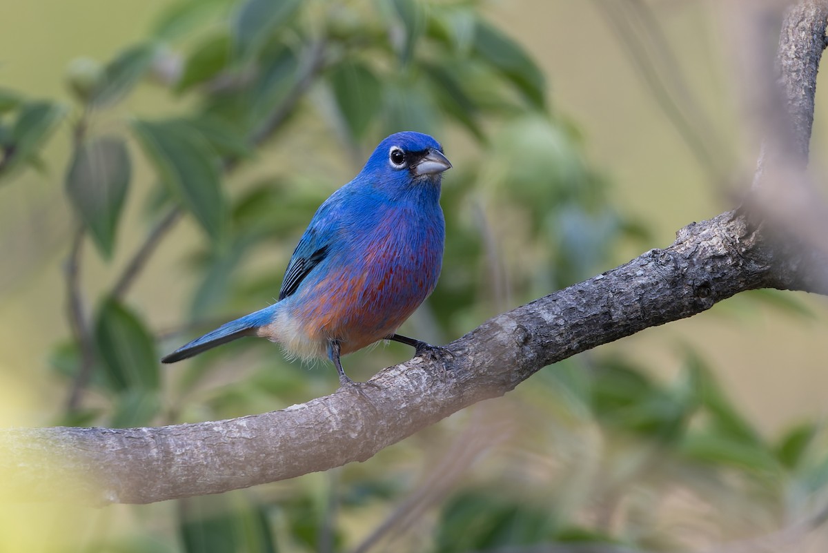 Rose-bellied Bunting - ML640475586
