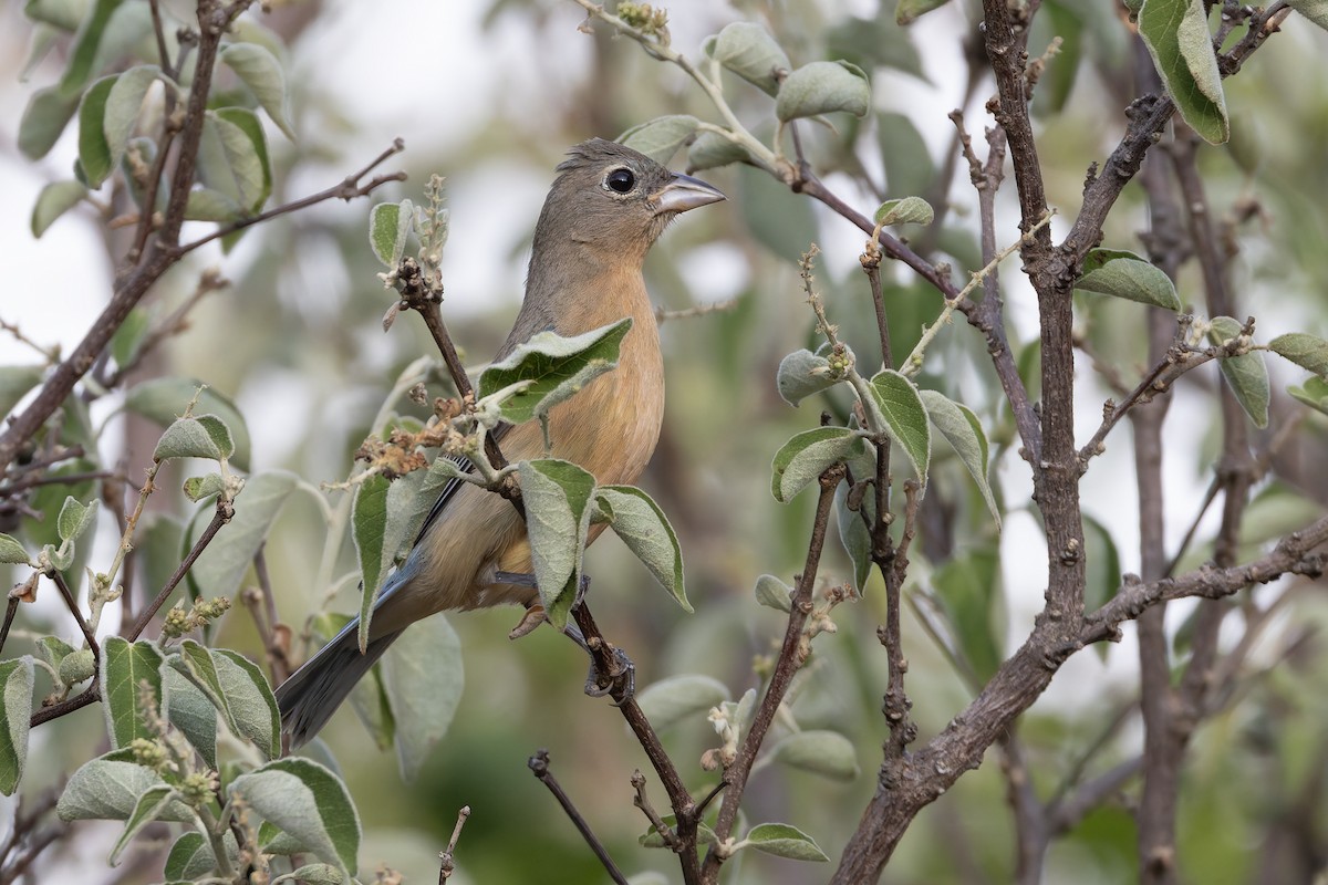 Rose-bellied Bunting - ML640475587