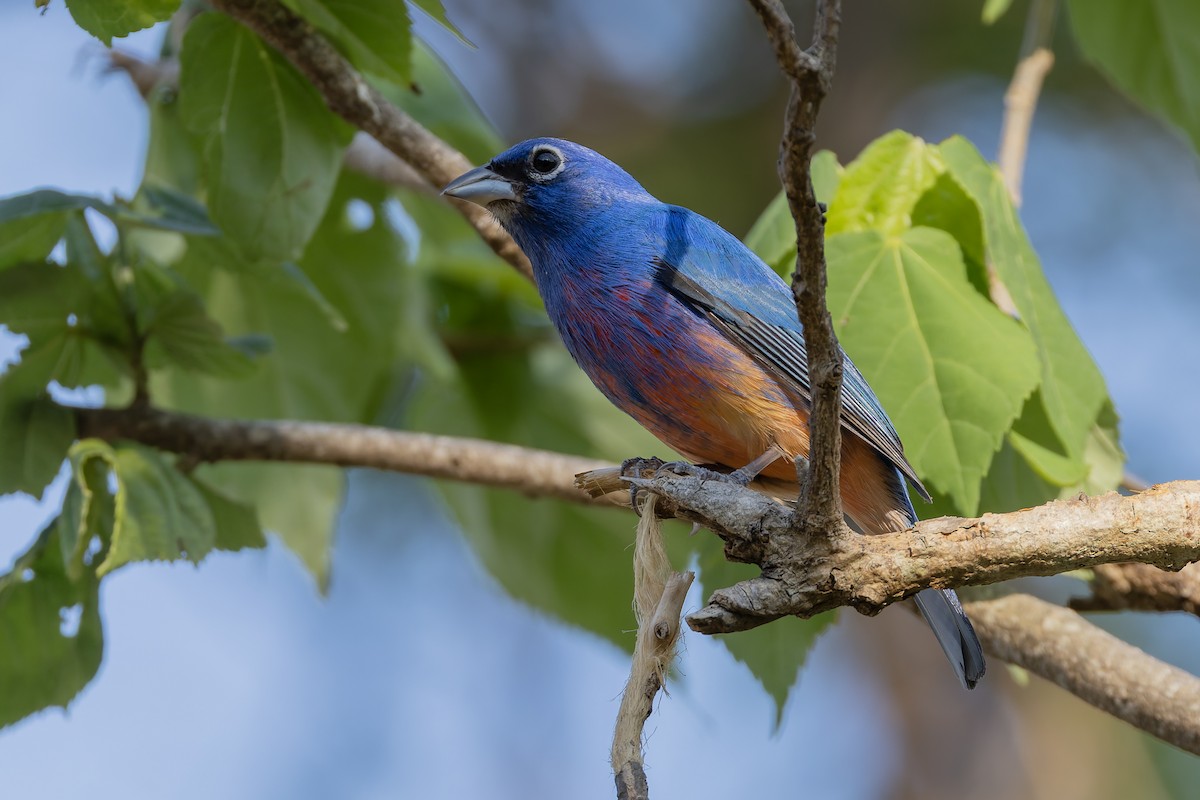 Rose-bellied Bunting - ML640475588