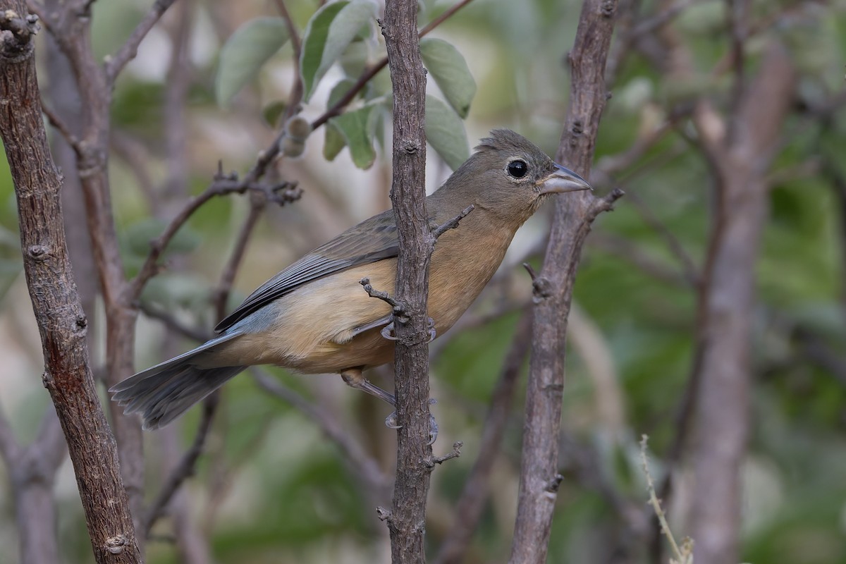 Rose-bellied Bunting - ML640475589