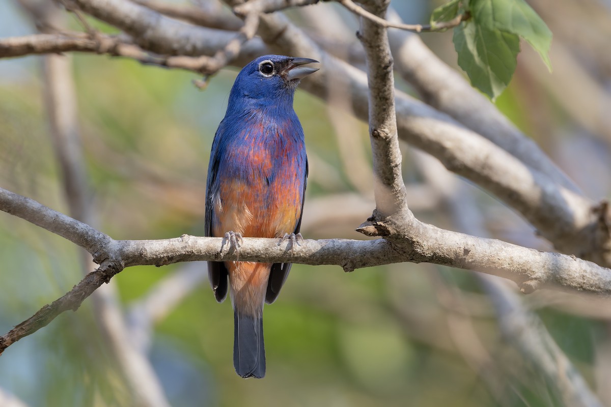Rose-bellied Bunting - ML640475590