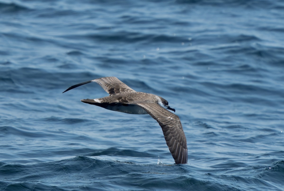Great Shearwater - ML640475648