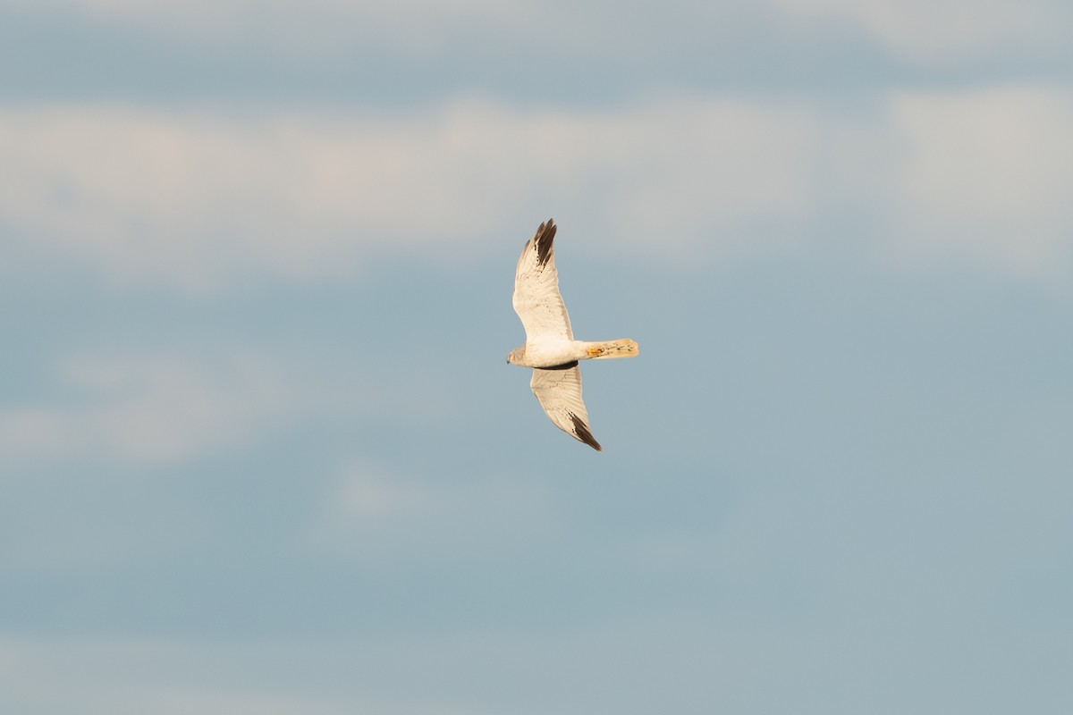 Pallid Harrier - ML640475674