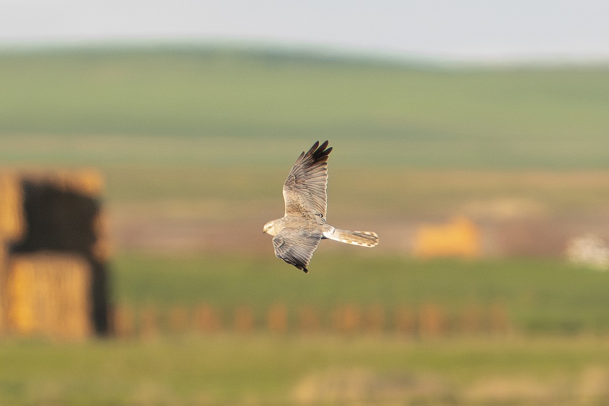 Pallid Harrier - ML640475675