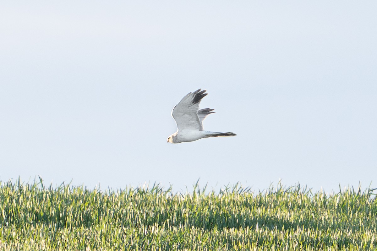 Pallid Harrier - ML640475676