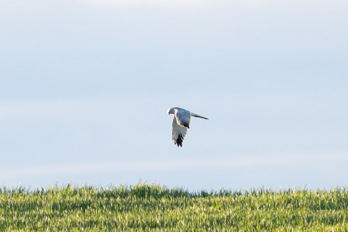 Pallid Harrier - ML640475677