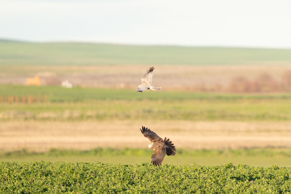 Pallid Harrier - ML640475679