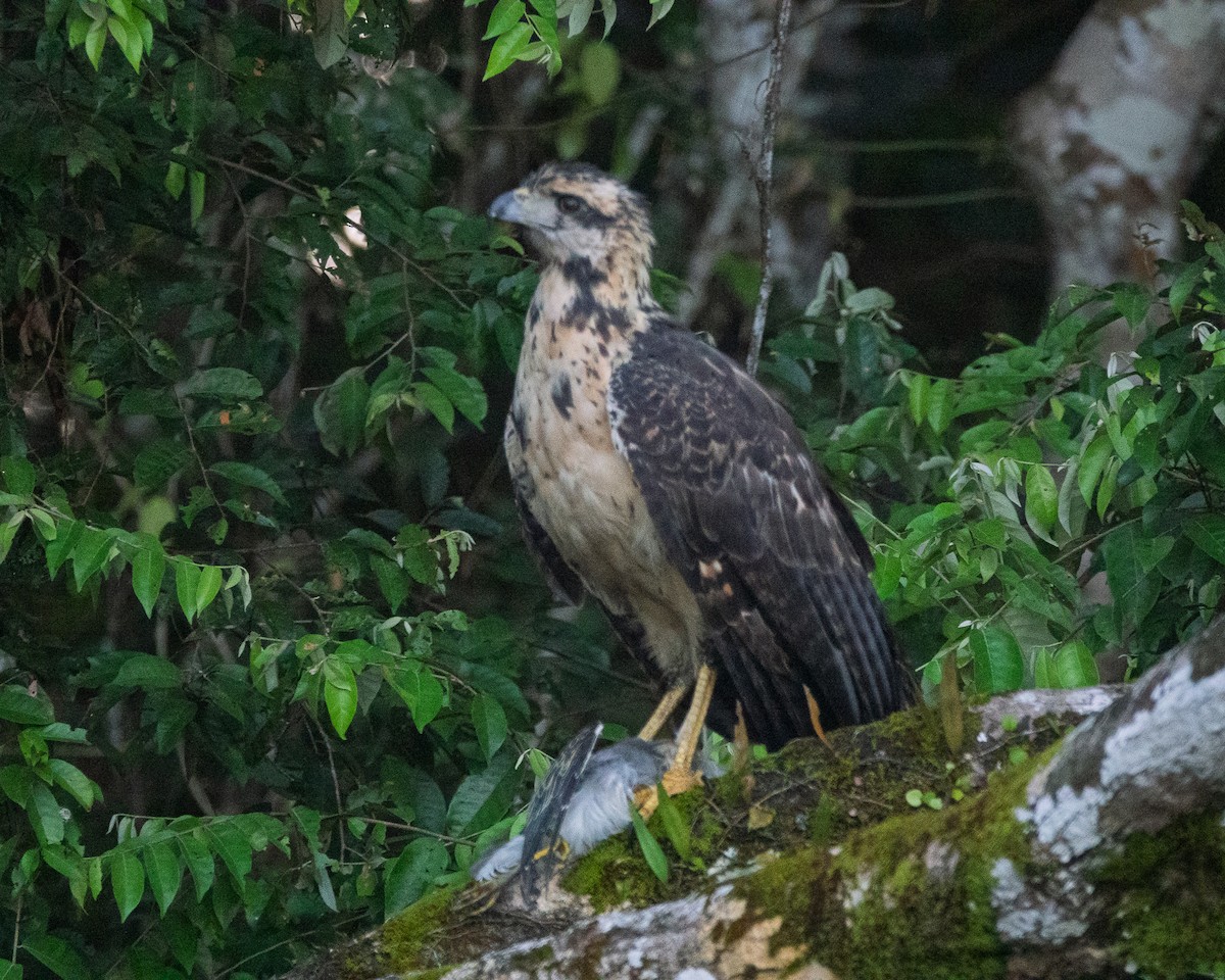 Great Black Hawk - ML640475698