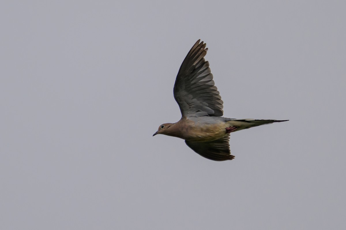 Mourning Dove - ML640475708