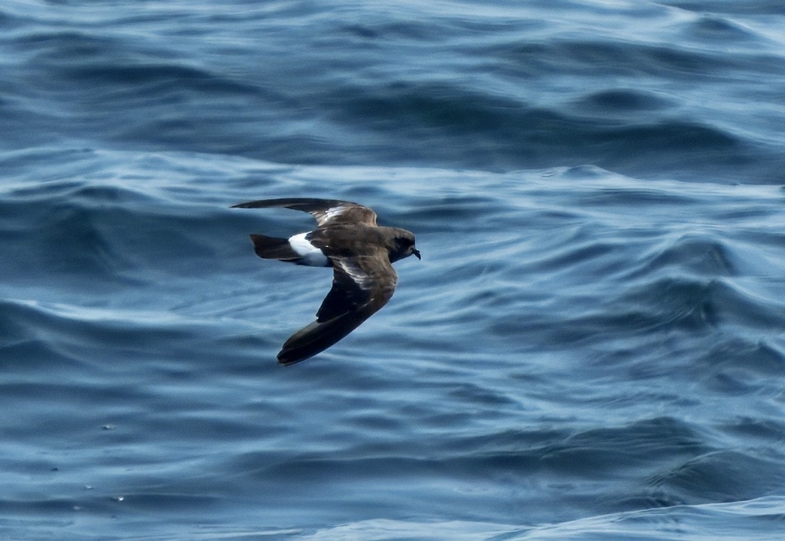 Wilson's Storm-Petrel - ML640475712
