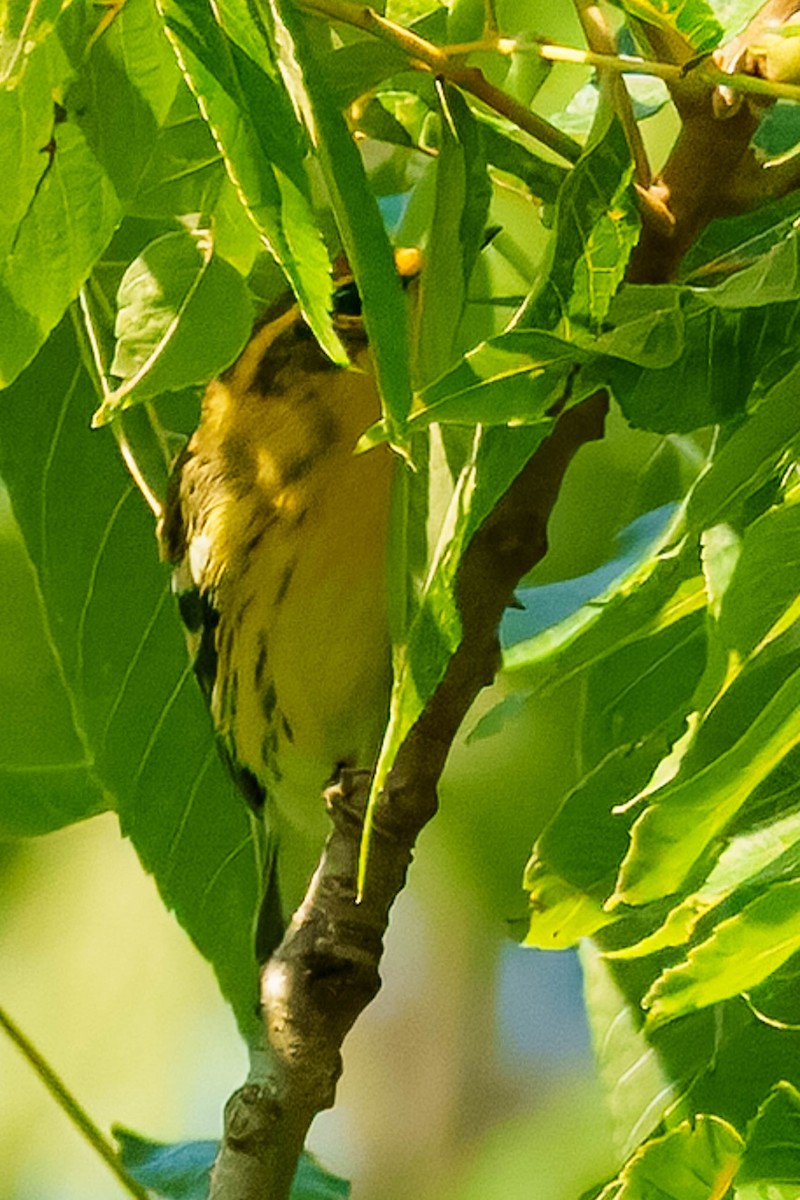 Blackburnian Warbler - ML640475714