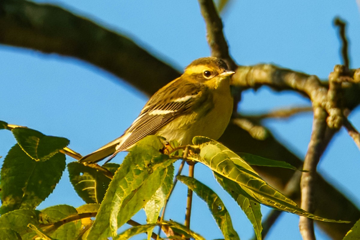 Blackburnian Warbler - ML640475715