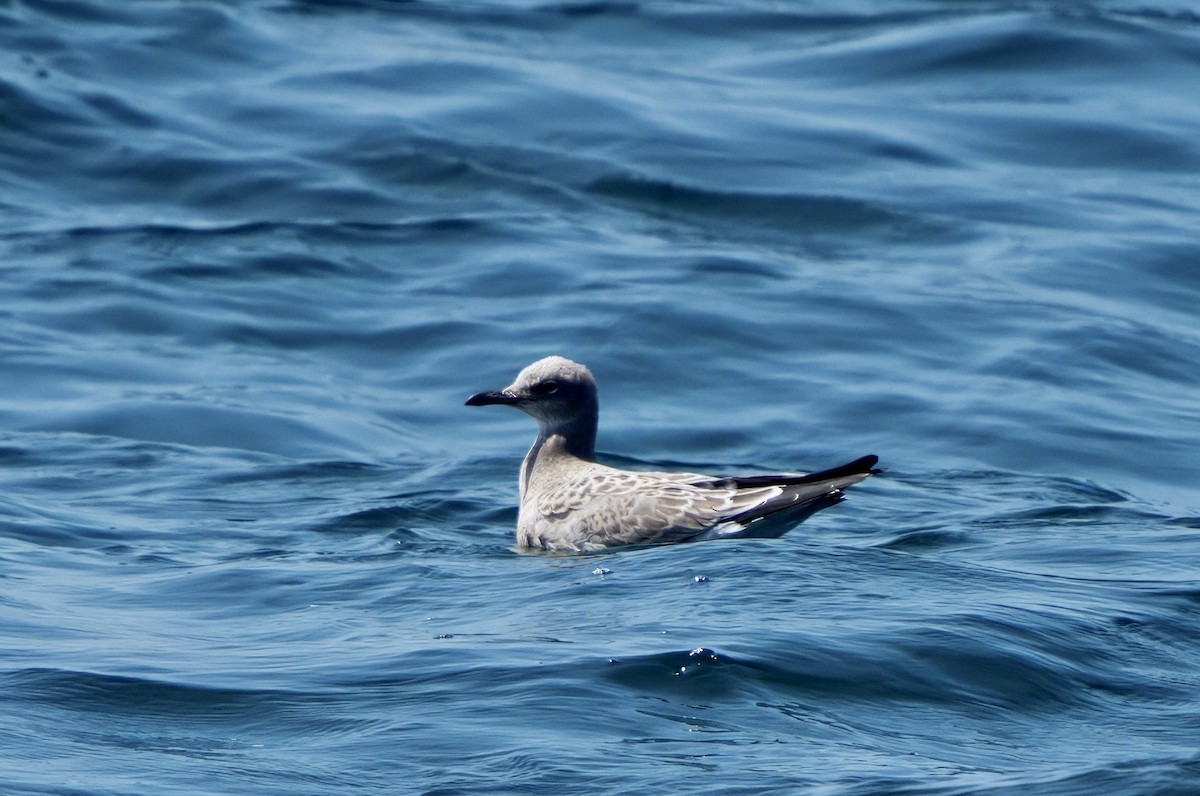 Laughing Gull - ML640475738