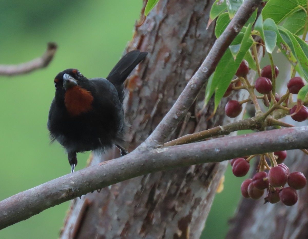 Lesser Antillean Bullfinch - ML640475777