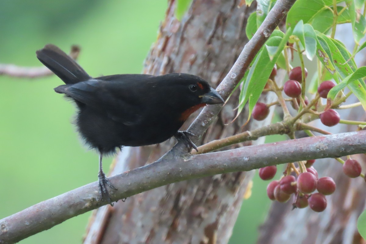 Lesser Antillean Bullfinch - ML640475778